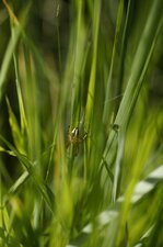 Arachnide