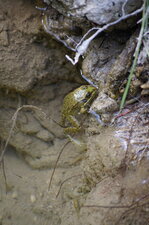 Grenouille verte