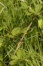 Couple de Calopteryx haemorrhoidalis