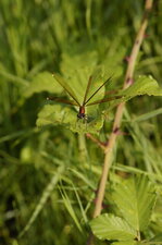 Calopteryx haemorrhoidalis - mâle