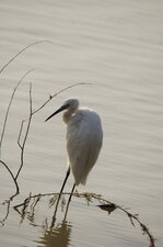 Aigrette garzette