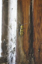Chlorophorus pilosus