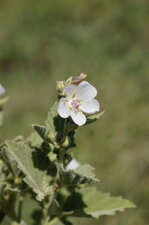 Fleur de guimauve officinale
