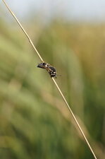 Abeille solitaire