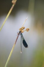 Calopteryx éclatant Vs thomisidé
