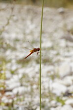 Crocothémis écarlate