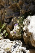 Campanule sp.