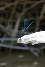 Calopteryx virgo