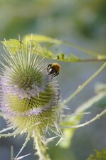Bourdon solitaire...