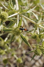 Cylindromyia filipes