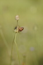Codophila Varia