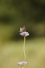 Hespérie sp.