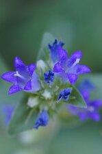 Fleurs de campanule