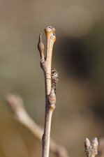 Mouche esseulée