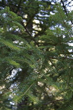 Sapin pectiné