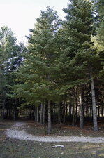 Sapin de Turquie