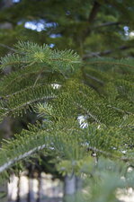 Sapin de Turquie
