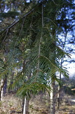 Sapin de Lowe