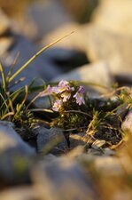 Euphrasia sp.