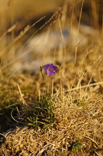 Campanule sp.