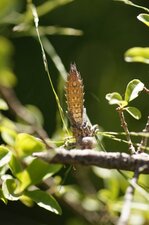 Exuvie de cordulégaster