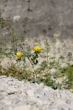 Glaucière jaune