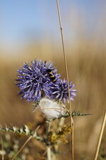 Mylabre variable