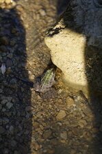 Grenouille de Pérez - sous réserve