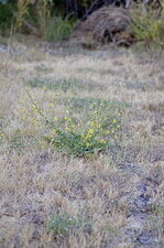 Molène sinuée