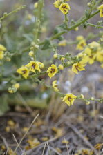 Fleur de molène sinuée