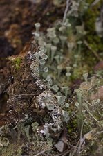 Cladonia sp.