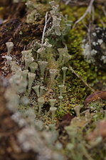 Cladonia fimbriata - sous réserve