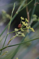 Graphosoma italicum