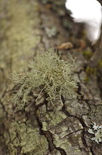 Usnea cornuta - sous réserve