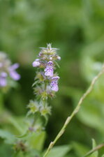 Fleur de lamier hybride - sous réserve