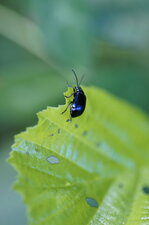 Petit carabe bleu