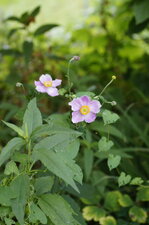 Anémone horticole