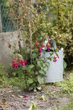 Fuchsia de Magellan