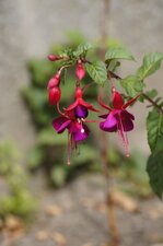 Fleurs de fuchsia de Magellan