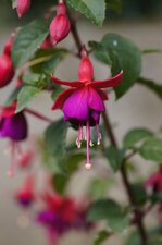 Fleur de fuchsia de Magellan
