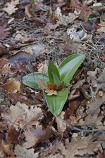 Himantoglossum