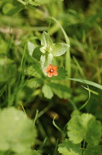 Fleur de mouron des champs