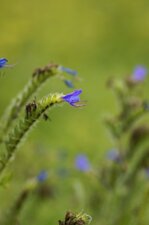 Fleur de vipérine sp.