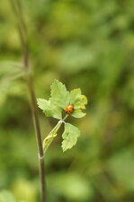 Coccinelle à 7 points