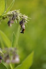 Petit bourdon sur une consoude