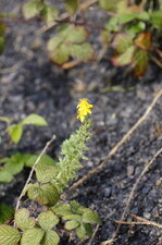 Millepertuis sp.
