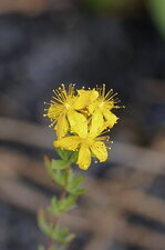 Fleur de millepertuis