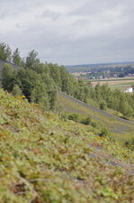 Terril en cours de végétalisation naturelle