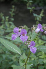 Fleur d