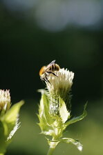 Bourdon sur une fleur de Cirse faux-épinard